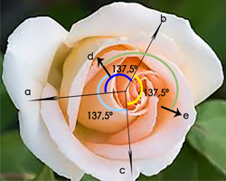 Angulo Aureo 137.5 grados Flor Sucesion Numeros Fibonacci