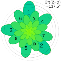 Angulo Aureo 137.5 grados Flor Esquema Sucesion Numeros Fibonacci