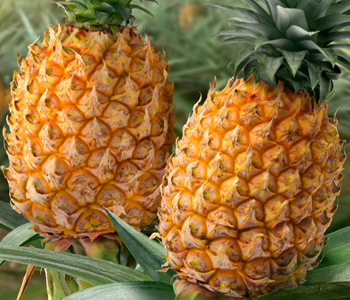 Forma Hexagonal Naturaleza Hexagonos Piña