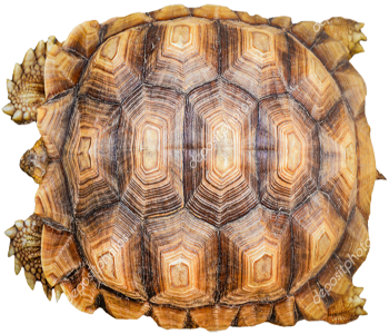 Forma Hexagonal Naturaleza Hexagonos Tortuga Caparazon